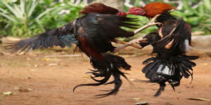 Đá Gà Thomo- Trường Gà Hàng Đầu Và Cách Cược Tại B52