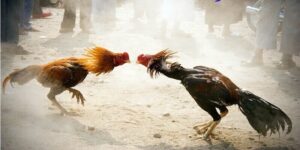 Đá Gà Campuchia Là Gì? - Thiên Đường Giải Trí Đá Gà Số 1