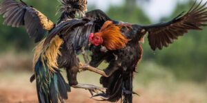 Quy trình các bước xem đá gà cựa sắt tại B52g.fun