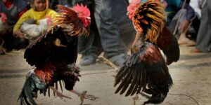 Để chơi cá cược đá gà Philippines, trước tiên bạn phải lựa chọn được cho mình nhà cái uy tín và chất lượng.