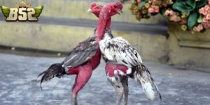 Đá gà đòn Thomo là một trong những hình thức cá cược hấp dẫn nhất tại Campuchia. Các chú gà dũng mãnh sẽ chiến đấu với nhau để phân thắng thua. Xem ngay!